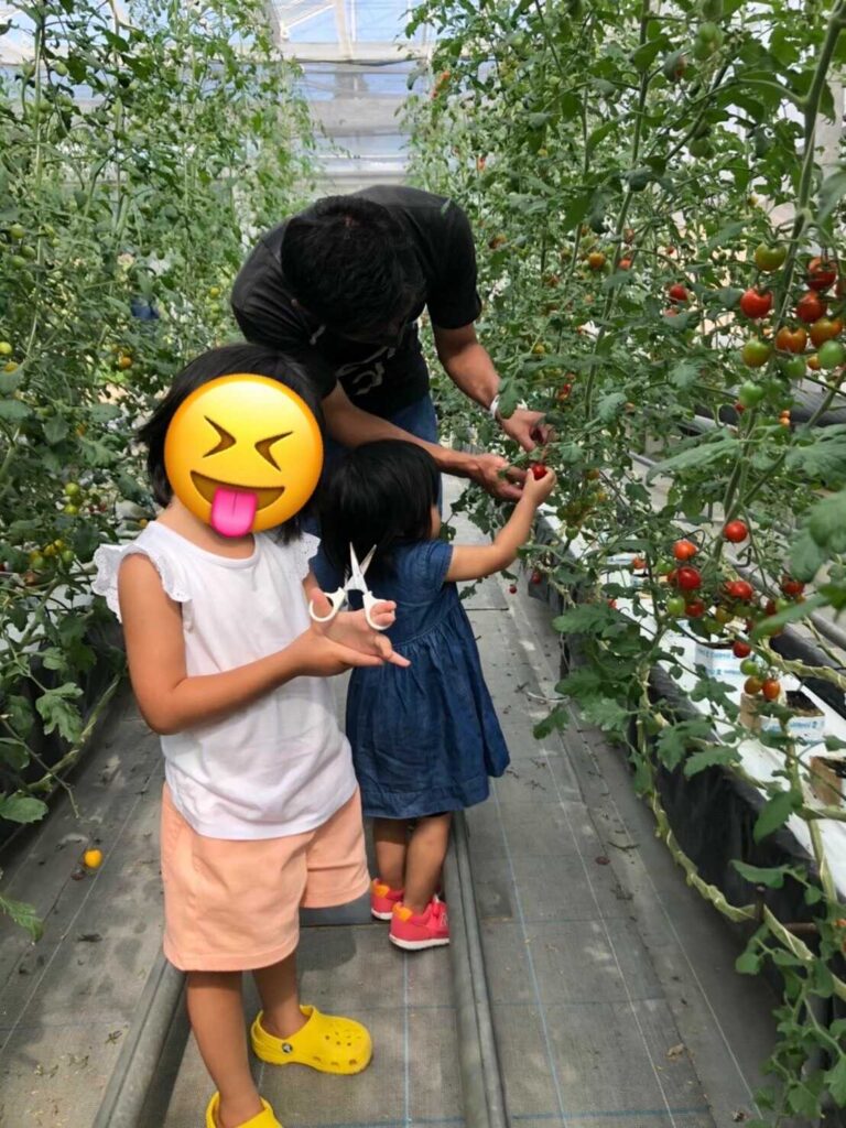 tomato picking