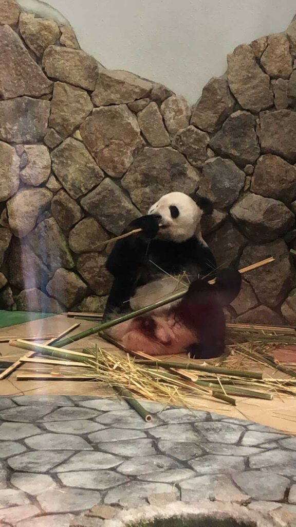 panda1