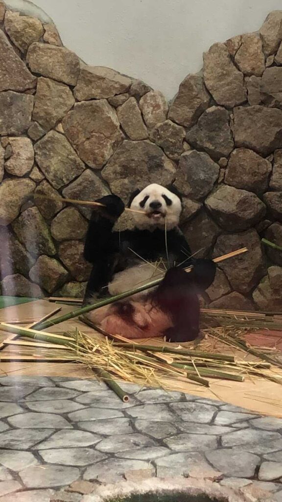 panda2