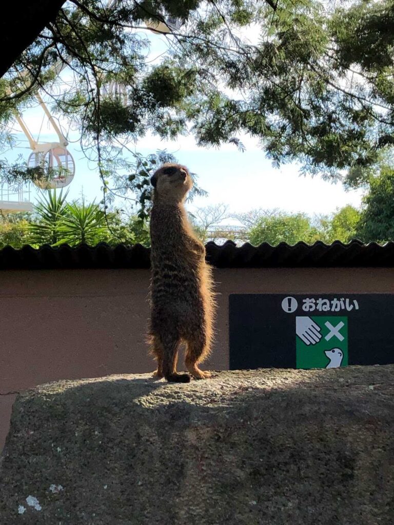 ミーアキャット