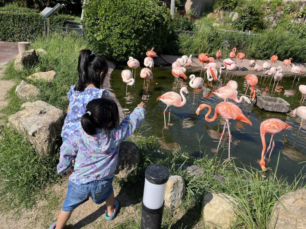 flamingo with kids