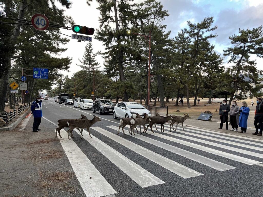 奈良公園