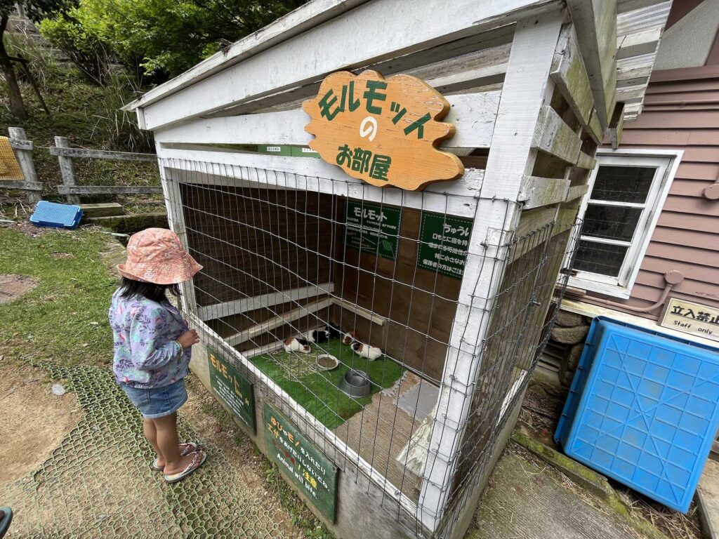 guinea pig