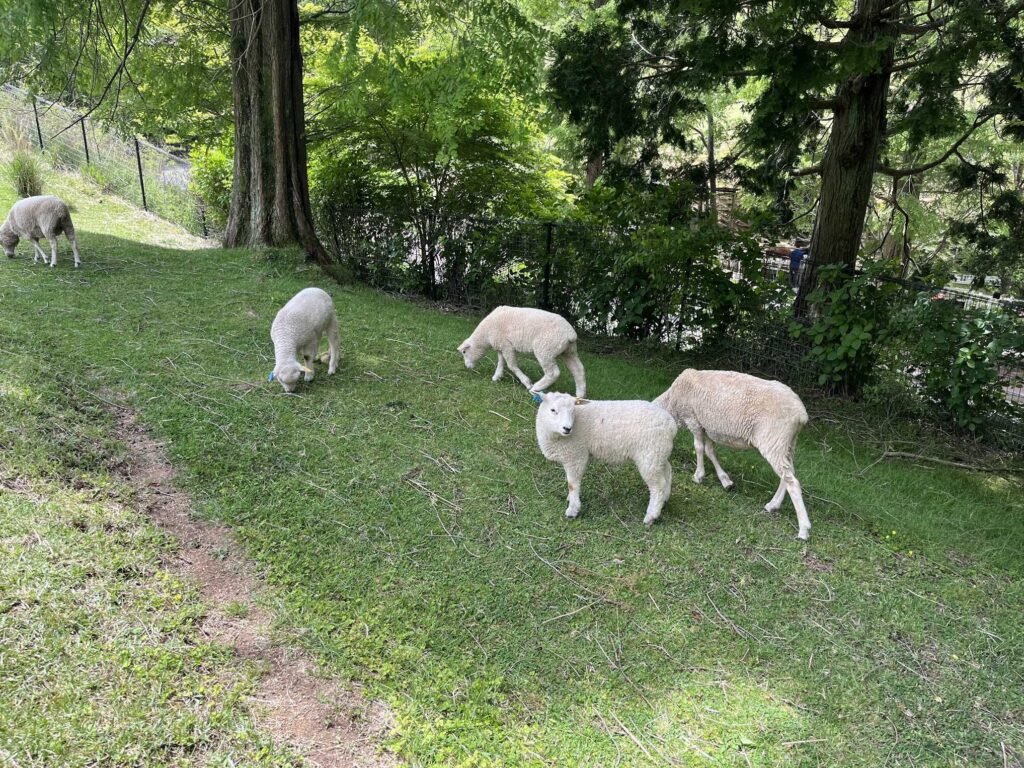 sheep3
