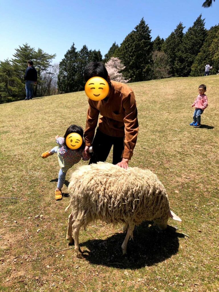 sheep4