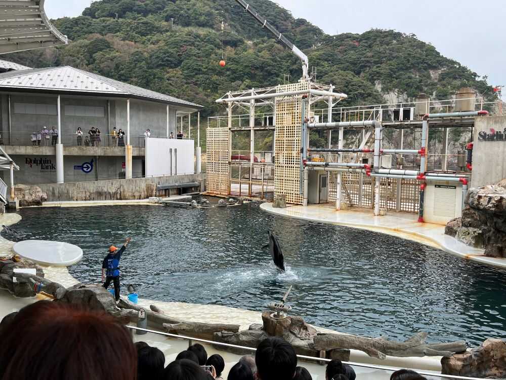 dolphin show