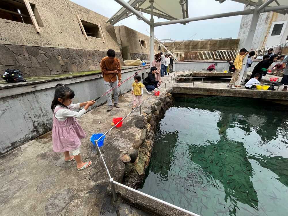 horse mackerel fishing2