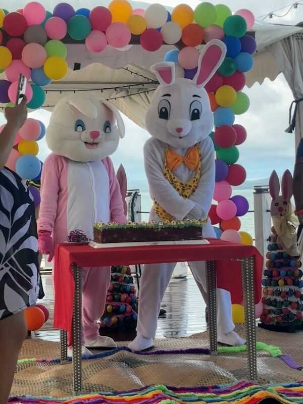 funny rabbit